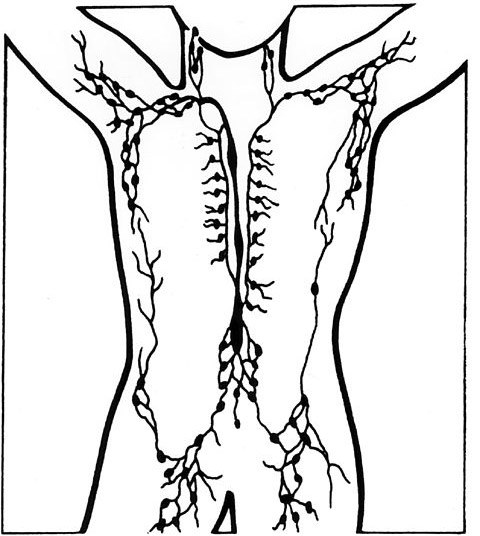 Sistemul limfatic